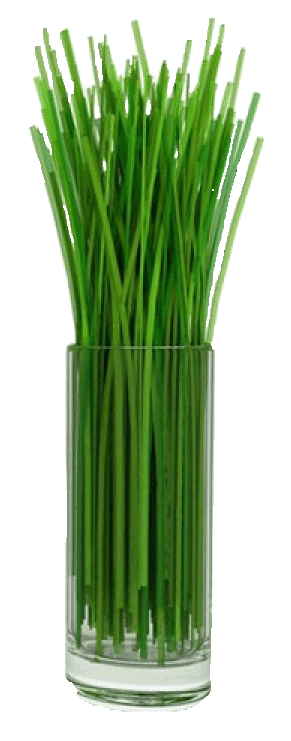 lemongrass