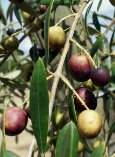 Olives in the field at Georgia Olive Farms